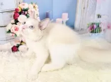 ラグドール【東京都・男の子・2025年8月21日・ブルーポイントバイカラー】の写真9