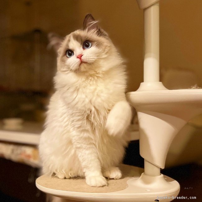 成澤美咲ブリーダーのブログ：2026年2月✨ラグドール出産予定