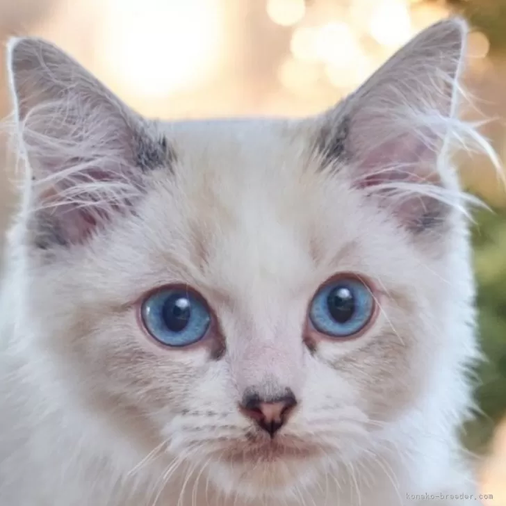 ID:2411-00996の子猫