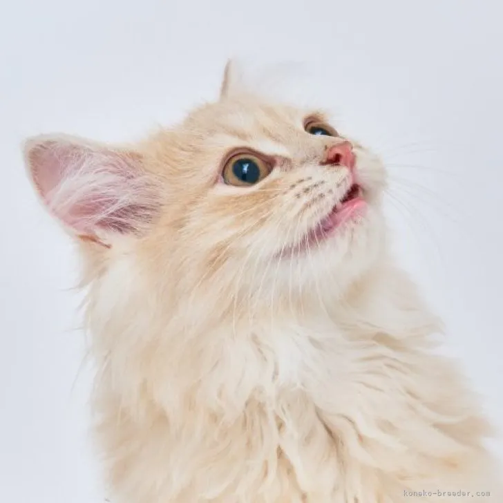 ID：2305-02570の子猫