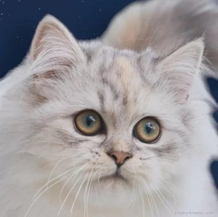 ID：2408-01987の子猫
