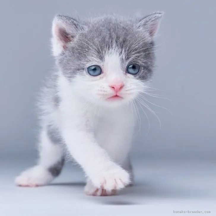 ID:2309-01180の子猫