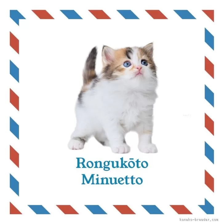 ハル 様のお迎えした子猫