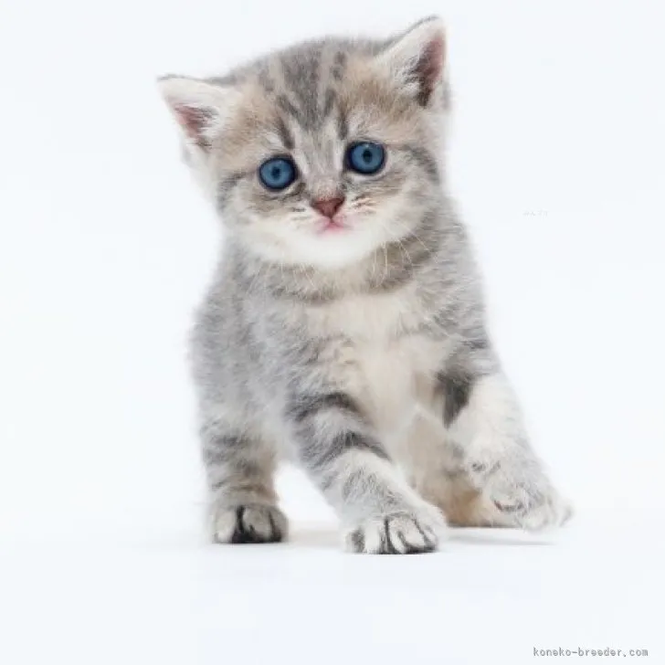 K.H 様のお迎えした子猫