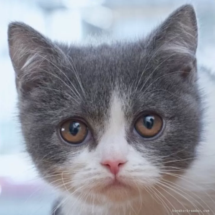 ID：2411-01846の子猫