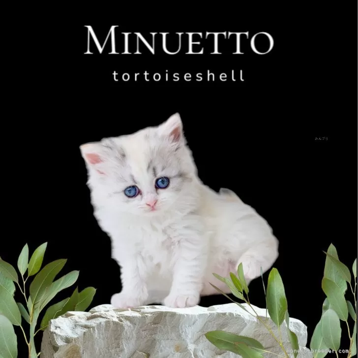 ID:2404-03155の子猫