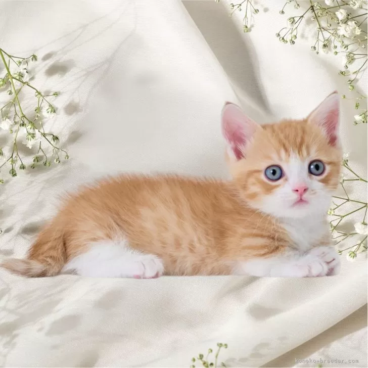 ID：2409-00312の子猫