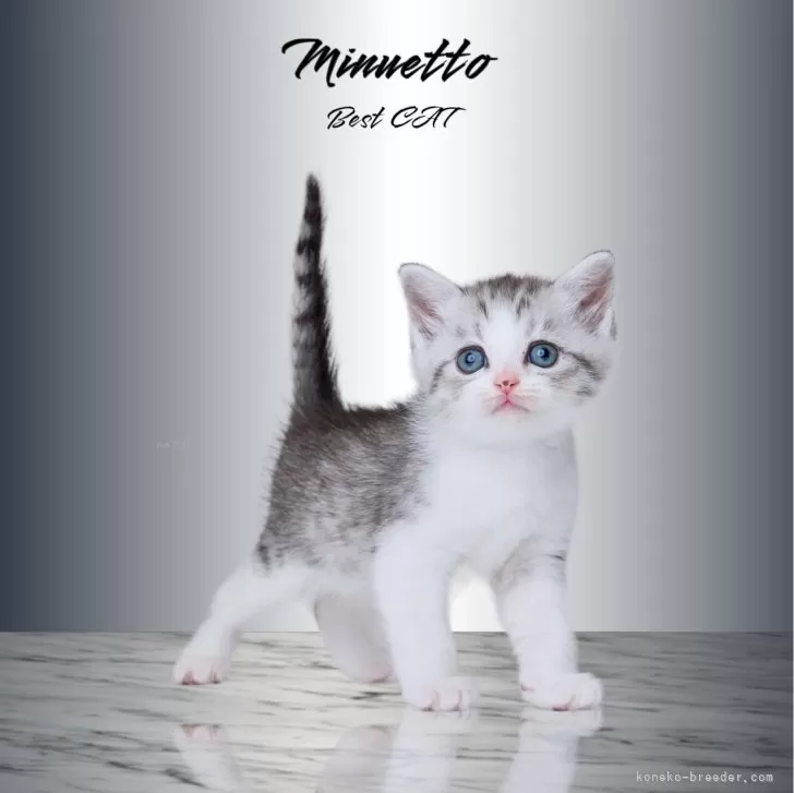 ID:2404-03167の子猫