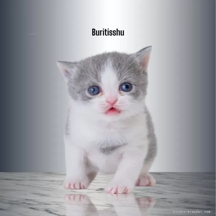 ID:2405-01263の子猫