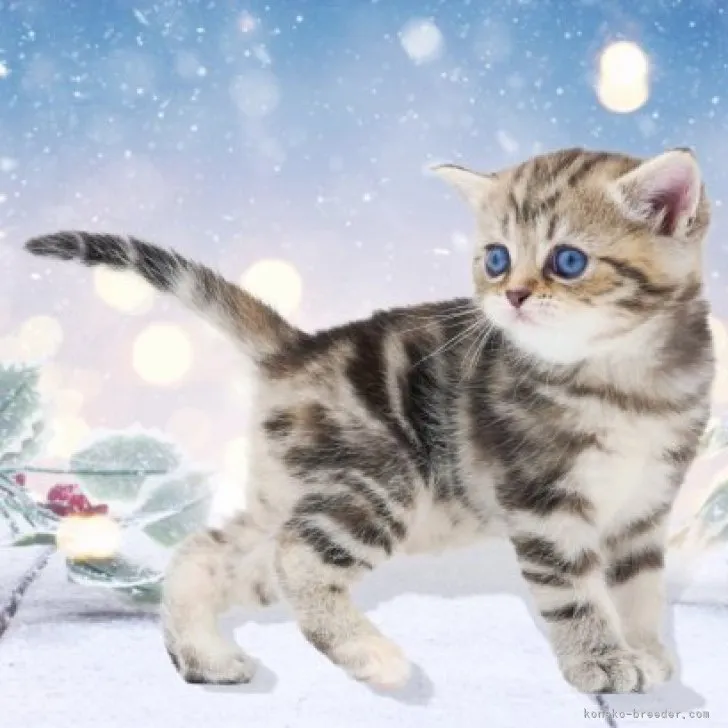 ID:2309-01178の子猫
