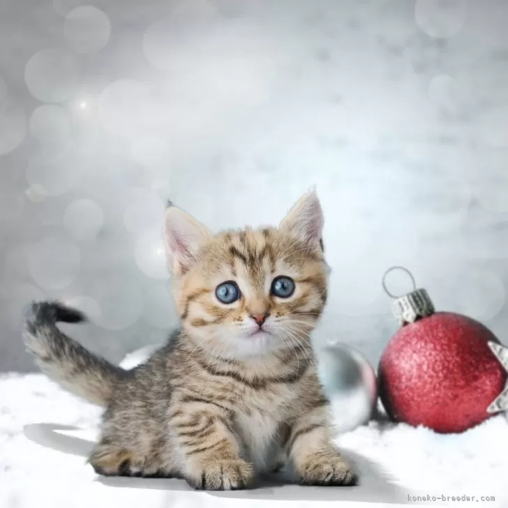 ID:2310-02985の子猫