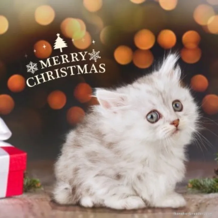 ID:2310-02982の子猫