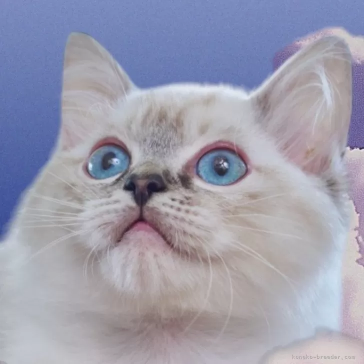 ID:2408-00604の子猫