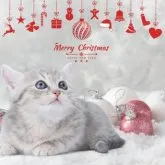 ミヌエット(長足)【長野県・女の子・2023年9月18日・ブルータビー】の写真1