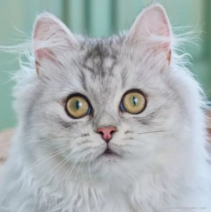 ID：2406-02739の子猫