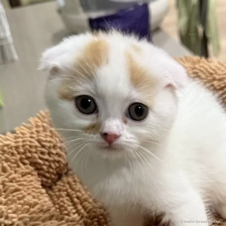 ID：2505-03385の子猫