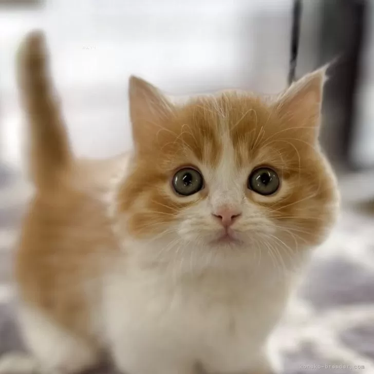 ID:2505-00406の子猫