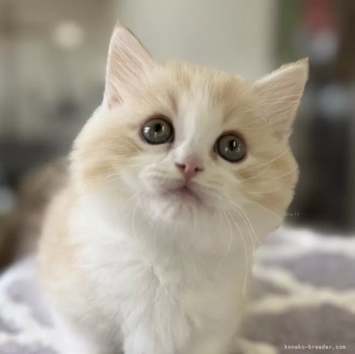 ID:2505-01533の子猫