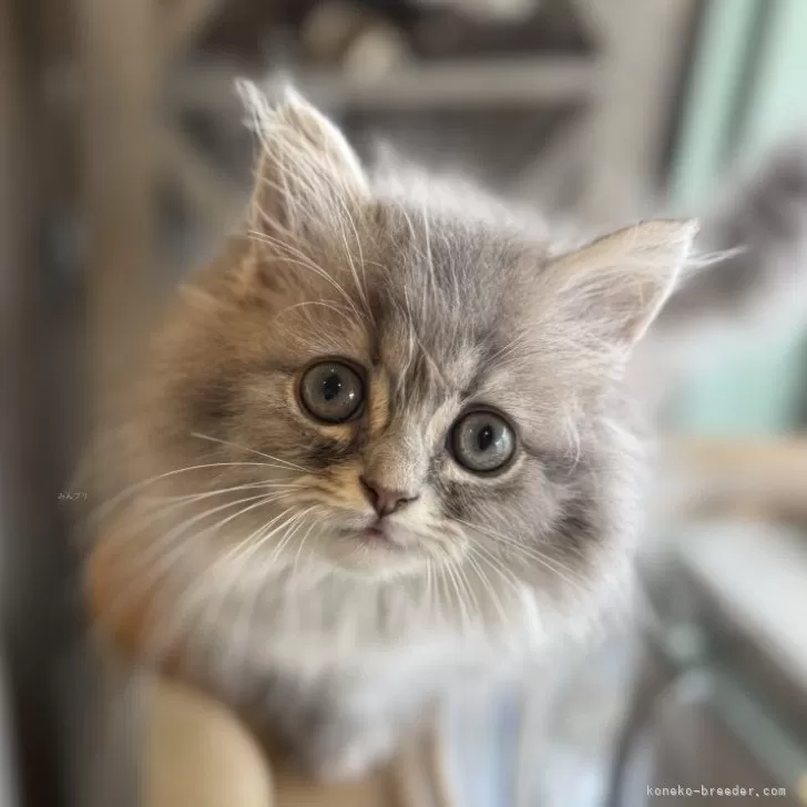 ID：2506-02555の子猫