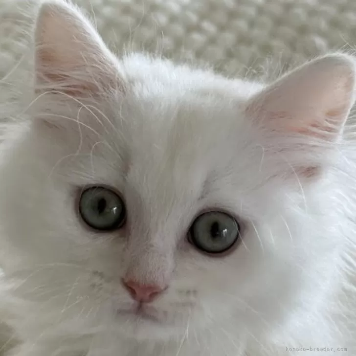 ID：2504-03352の子猫