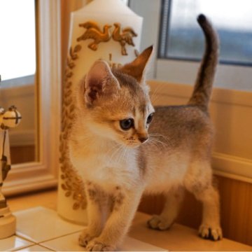 シンガプーラ【長野県・女の子・2025年9月14日・セピアアグーティ】の写真「💁🏻‍♀️賢いリス🐿️とて毛並み柔らかい」