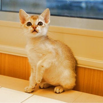 シンガプーラ【長野県・男の子・2025年9月14日・セピアアグーティ】の写真「💁🏻‍♀️パパ♡ママ優良猫種です」