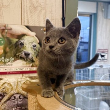 ブリティッシュショートヘア【長野県・男の子・2025年7月5日・ブルー】の写真「💁🏻‍♀️綺麗なブルーカラー」