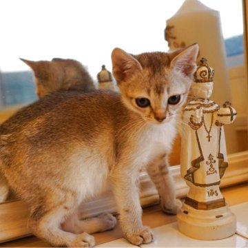 シンガプーラ【長野県・男の子・2025年9月14日・セピアアグーティ】の写真「💁🏻‍♀️パパ♡ママ優良猫種です」