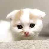 スコティッシュフォールド(折れ耳)