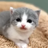 ブリティッシュショートヘア
