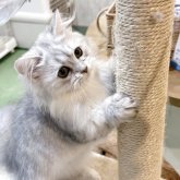 ミヌエット(短足)