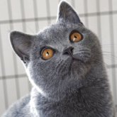 ブリティッシュショートヘア