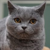 ブリティッシュショートヘア