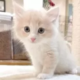 サイベリアン