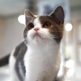 ブリティッシュショートヘア