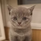 ブリティッシュショートヘア