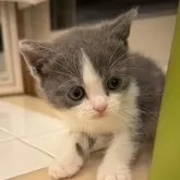 ブリティッシュショートヘア