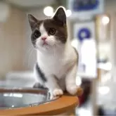 ブリティッシュショートヘア【長野県・男の子・2025年6月7日・ブルーホワイト】の写真3