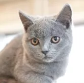 ブリティッシュショートヘア【長野県・男の子・2025年6月7日・ブルー】の写真4