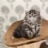 ミヌエット(短足)【長野県・女の子・2025年5月2日・ブラウンクラシックタビー】の写真5