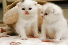 スコティッシュフォールド(折れ耳)【長野県・男の子・2026年2月8日・ブラックバンホワイト】の写真7