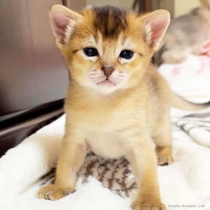 ID：2405-01845の子猫