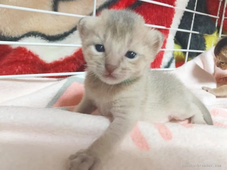 ID：2110-00870の子猫