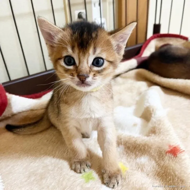 ID：2309-00883の子猫