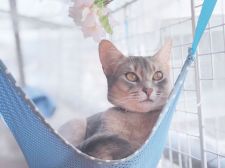 アビシニアン【・女の子・2020年5月29日・ブルー】