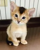 アビシニアン【大阪府・男の子・2023年7月5日・ルディ】の写真2「生後34日目の写真です。」