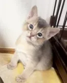 アビシニアン【大阪府・男の子・2023年11月10日・ブルー】の写真3「生後27日目です。」