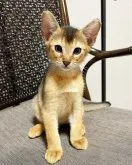 アビシニアン【大阪府・男の子・2023年7月5日・ルディ】の写真4「生後56日目です。」