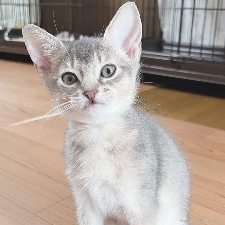 ID:2412-02511の子猫