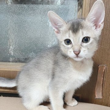 アビシニアン【大阪府・男の子・2025年9月8日・ブルー】の写真「一般家庭で、それぞれ個性を大切に、大事に育ててます」